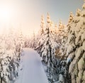 Cross country skiing slope cutting through a snow covered pine forest