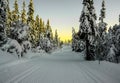 Cross country skiing slope running through a snow covered frozen forest at dusk Royalty Free Stock Photo