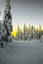 Cross country skiing slope running through a snow covered frozen forest at dusk Royalty Free Stock Photo