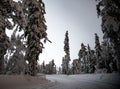 Cross country skiing slope through a snowy forest Royalty Free Stock Photo