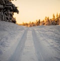 Cross country skiing track running through an arctic forest in the winter Royalty Free Stock Photo