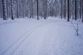 Cross country skiing tracks through snowy forest . Salpausselka, Lahti, Finland Royalty Free Stock Photo
