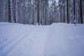 Cross country skiing tracks through snowy forest. Salpausselka, Lahti, Finland Royalty Free Stock Photo