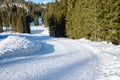 Cross-country sky trail trough a pine forest in winter Royalty Free Stock Photo