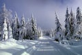 Cross country track leading among snow covered spruce trees Royalty Free Stock Photo