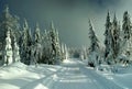 Cross country track leading among snow covered spruce trees Royalty Free Stock Photo