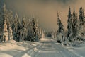 Cross country track leading among snow covered spruce trees Royalty Free Stock Photo