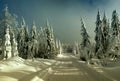 Cross country track leading among snow covered spruce trees Royalty Free Stock Photo