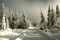 Cross country track leading among snow covered spruce trees Royalty Free Stock Photo