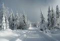 Cross country track leading among snow covered spruce trees Royalty Free Stock Photo