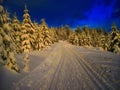 Cross country track in the spruce trees forest at winter evening