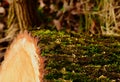 cross cut large fallen tree trunk with lush green moss on the bark. soft blurred background Royalty Free Stock Photo