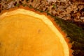 cross cut large tree stump with lush green moss on the bark. soft blurred background Royalty Free Stock Photo