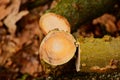 cross cut small diameter tree trunk with year rings. soft blurred background Royalty Free Stock Photo