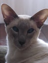 Blue Point Siamese cat