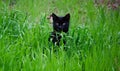 Cross-eyed cat looking at camera Royalty Free Stock Photo