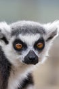Cross-eyed face. Funny animal image of lemur looking cross-eyed