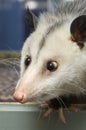 Cross-Eyed Opossum Royalty Free Stock Photo