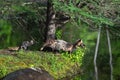 Cross Fox Adult and Kit Vulpes vulpes On Island Edge Summer