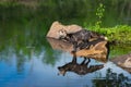 Cross Fox Adult Vulpes vulpes Looks Left From Slanted Rock Reflection Summer