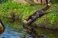 Cross Fox Adult Vulpes vulpes Drinks at Edge of Island Summer