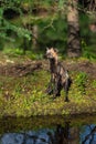 Cross Fox Adult Vulpes vulpes Stands up on Back Legs on Island Summer