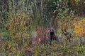 Cross Fox Vulpes vulpes Sits in Weeds Autumn