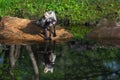 Cross Fox Vulpes vulpes Stands on Rock Kit and Adult Reflected in Water Summer