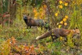 Cross Fox Vulpes vulpes Looks Left Red Fox Runs in Foreground Autumn