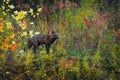 Cross Fox Vulpes vulpes Stands in Weeds Autumn