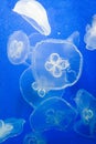 Cross jellyfish in Seoul Coex Oceanarium Royalty Free Stock Photo