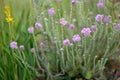 Cross-leaved heath Erica tetralix, flowering plant in a heath field