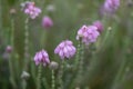 Cross-leaved heath Erica tetralix, close-up of pink flowering plant in heath field