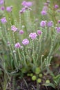 Cross-leaved heath Erica tetralix, pink flowering plant in heath field Royalty Free Stock Photo