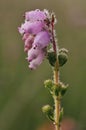 Cross-leaved Heath