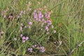 Cross-leaved Heath