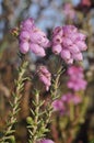 Cross-leaved Heath