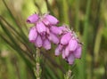 Cross-leaved Heath