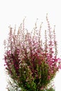 Cross-leaved heath, white background