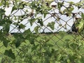 Cross link metal wire fencing grills covered with climber plant leaves with scenic background view. Wire fence with green leaves