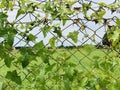 Cross link metal wire fencing grills covered with climber plant leaves with scenic background view. Wire fence with green leaves