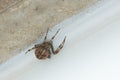 Cross orb weaver garden spider seaking shelter