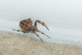 Cross orb weaver garden spider seaking shelter Royalty Free Stock Photo