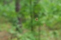 Cross Orb weaver spider in nature. hanging on its web. view on h