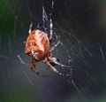 Euroopean Garden Spider  on its web Royalty Free Stock Photo