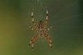 Cross Orbweaver - Araneus diadematus