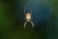 Cross Orbweaver - Araneus diadematus