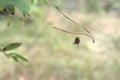 Cross Orbweaver spider cleverly pulls out the cobweb from himself