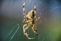 Cross Orbweaver spider macro Royalty Free Stock Photo
