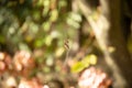 Cross orbweaver spider on a spiderweb